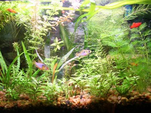 Freshwater Aquarium