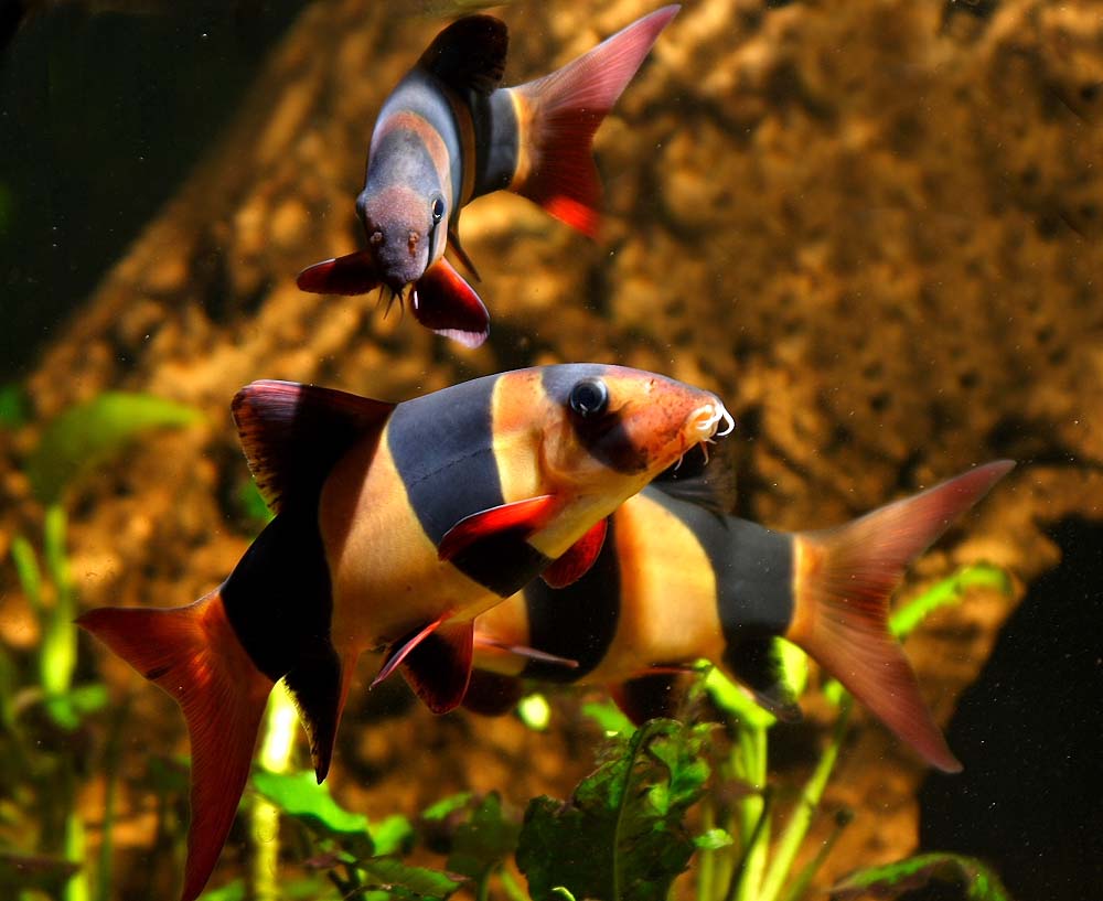 Welcome to Fish Fans com Freshwater Aquarium Clown Loach     Fish Fans