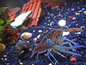 Freshwater Crawfish