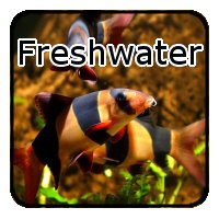 Freshwater Fish Tank Supplies