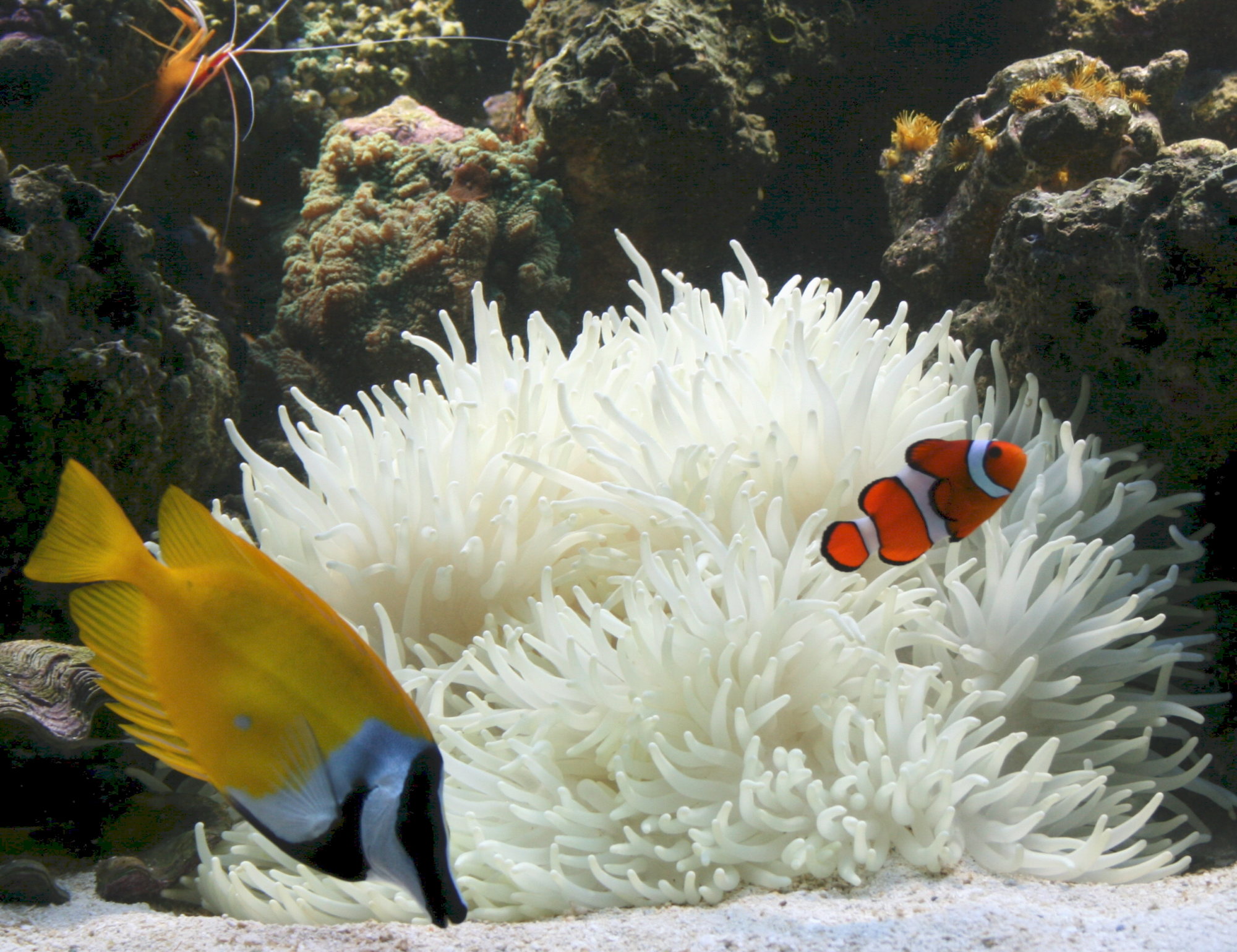 Saltwater Aquariums and Supplies